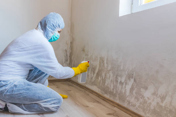 Licensed Black Mold Removal service in Mount Airy, NC - WQB Mold Removal