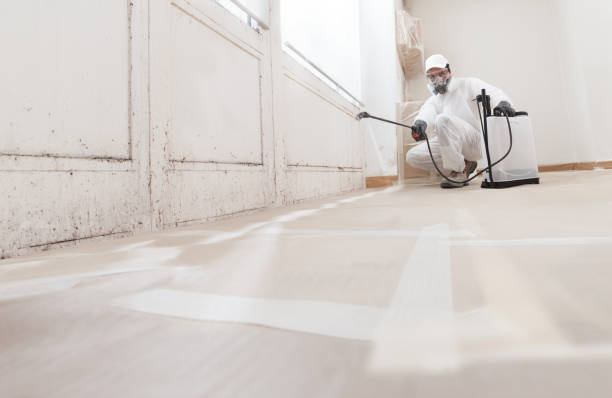 24/7 Emergency Black Mold Removal experts in Mount Airy, NC