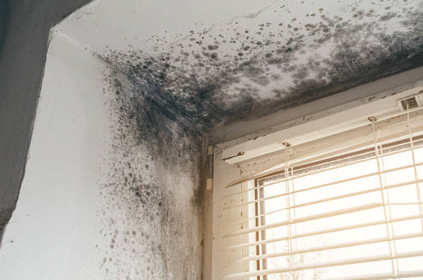Affordable Black Mold Removal solutions in Mount Airy, NC